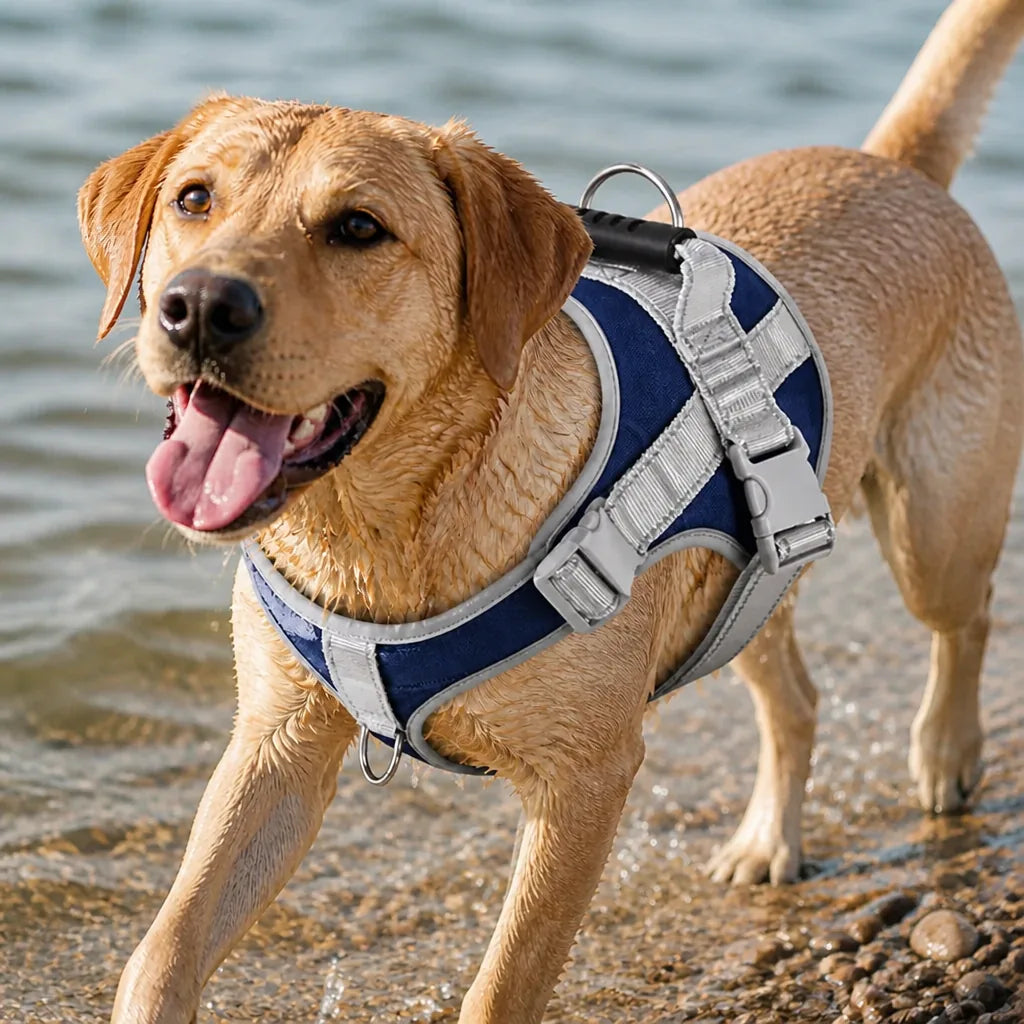 Beau Harnais Pour Chien