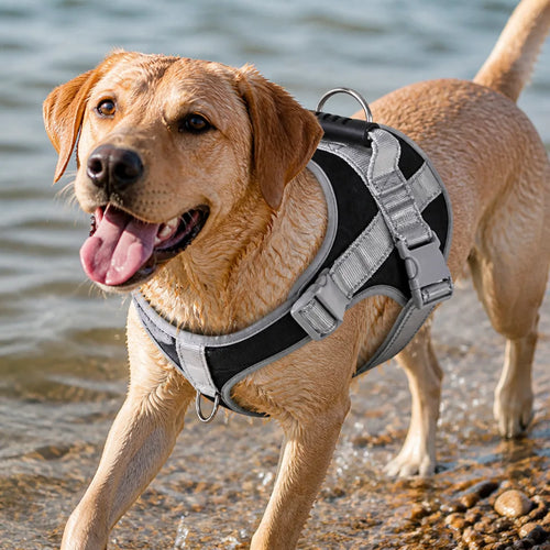beau-harnais-pour-chien