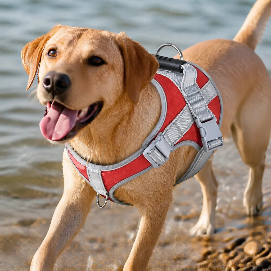 Beau Harnais Pour Chien