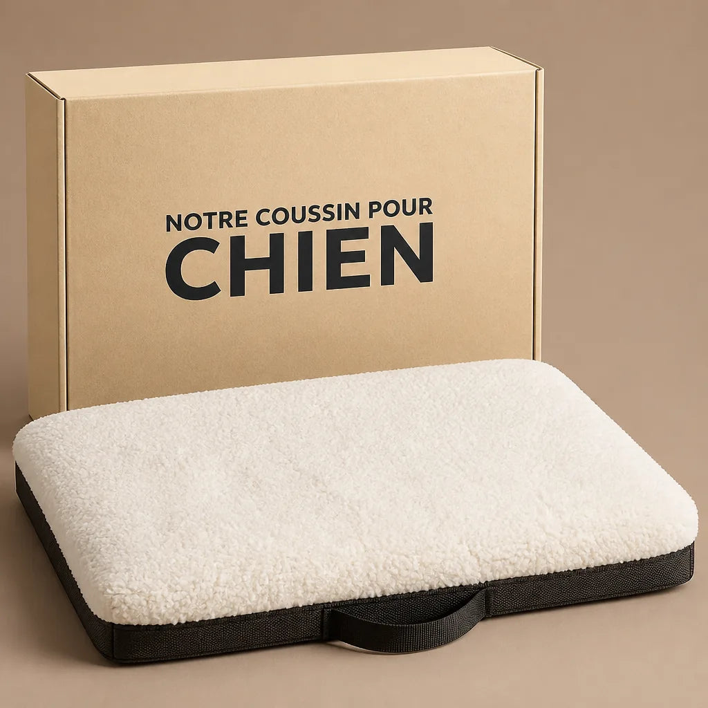 caisse-de-transport-chien-exterieur