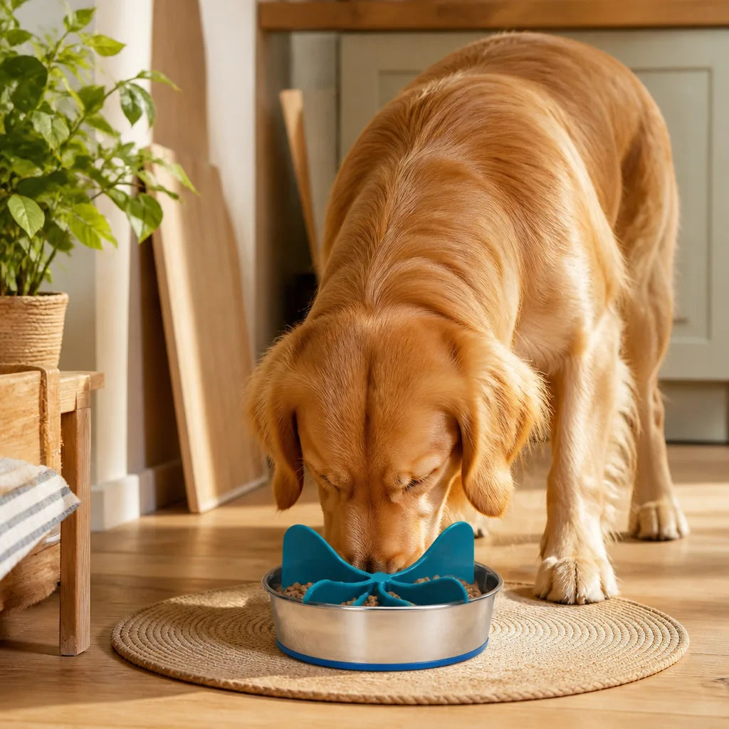 gamelle-spirale-pour-chien