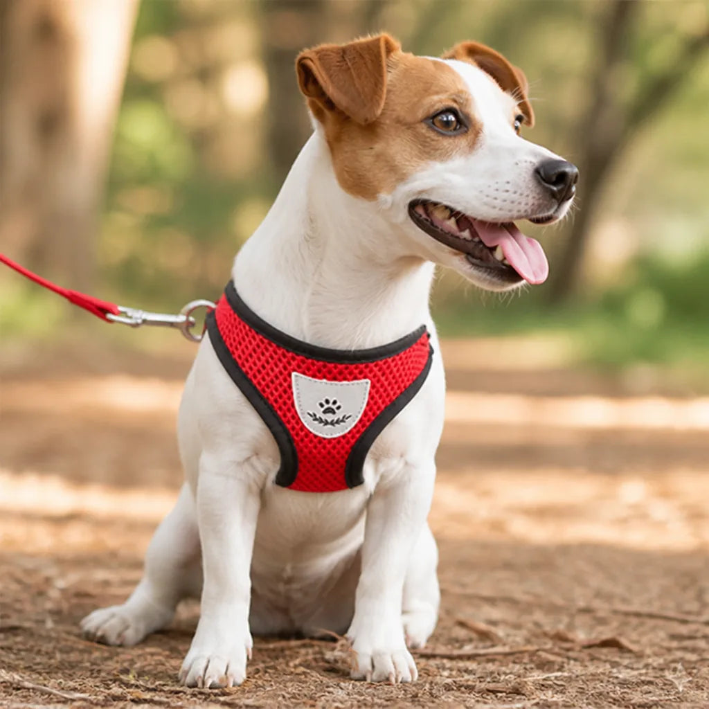 harnais-anti-traction-pour-petit-chien