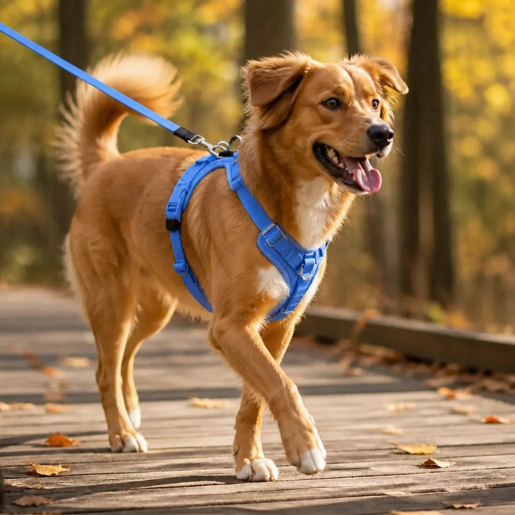 Harnais De Marche Pour Chien