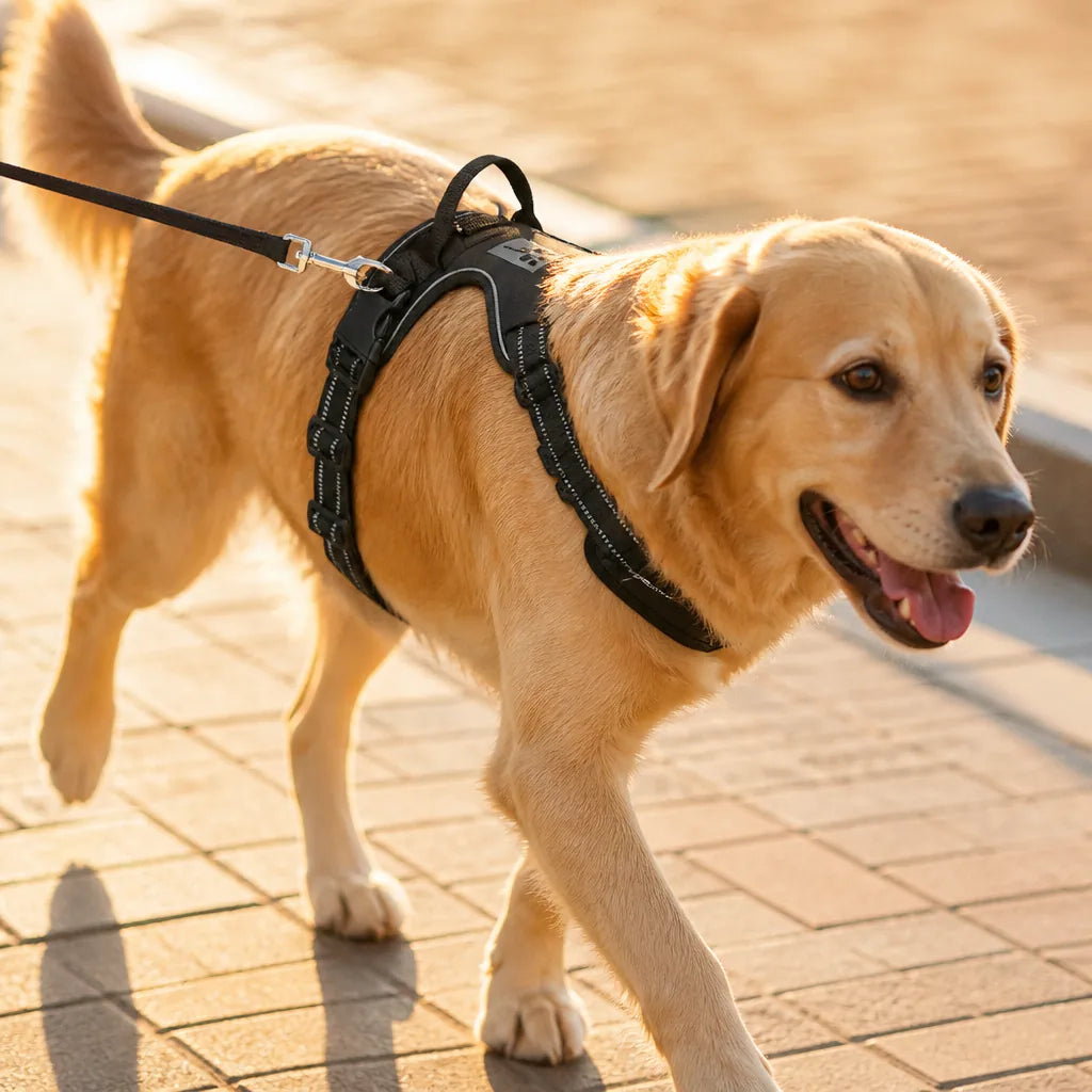 harnais-de-securite-pour-chien