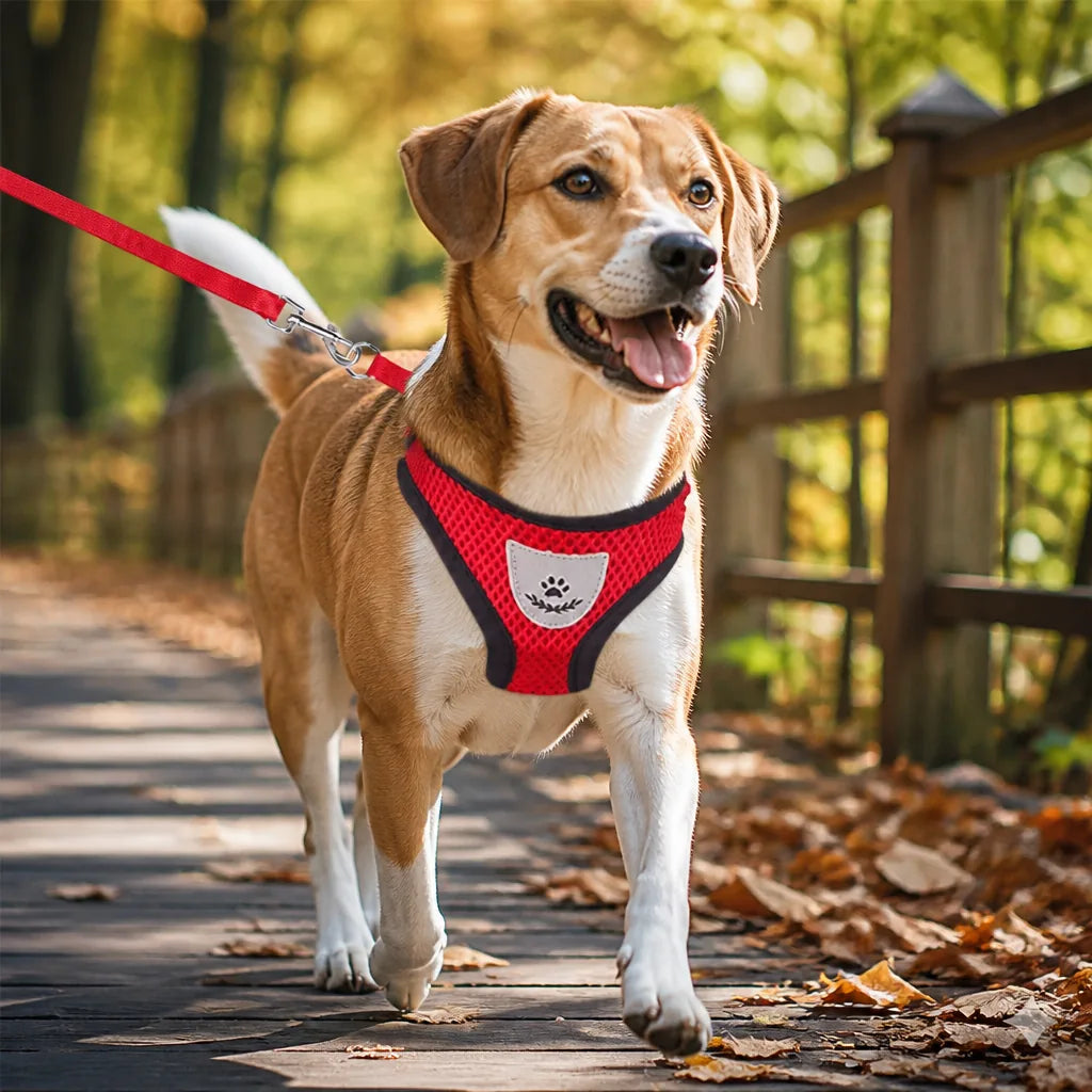 harnais-et-laisse-pour-chien
