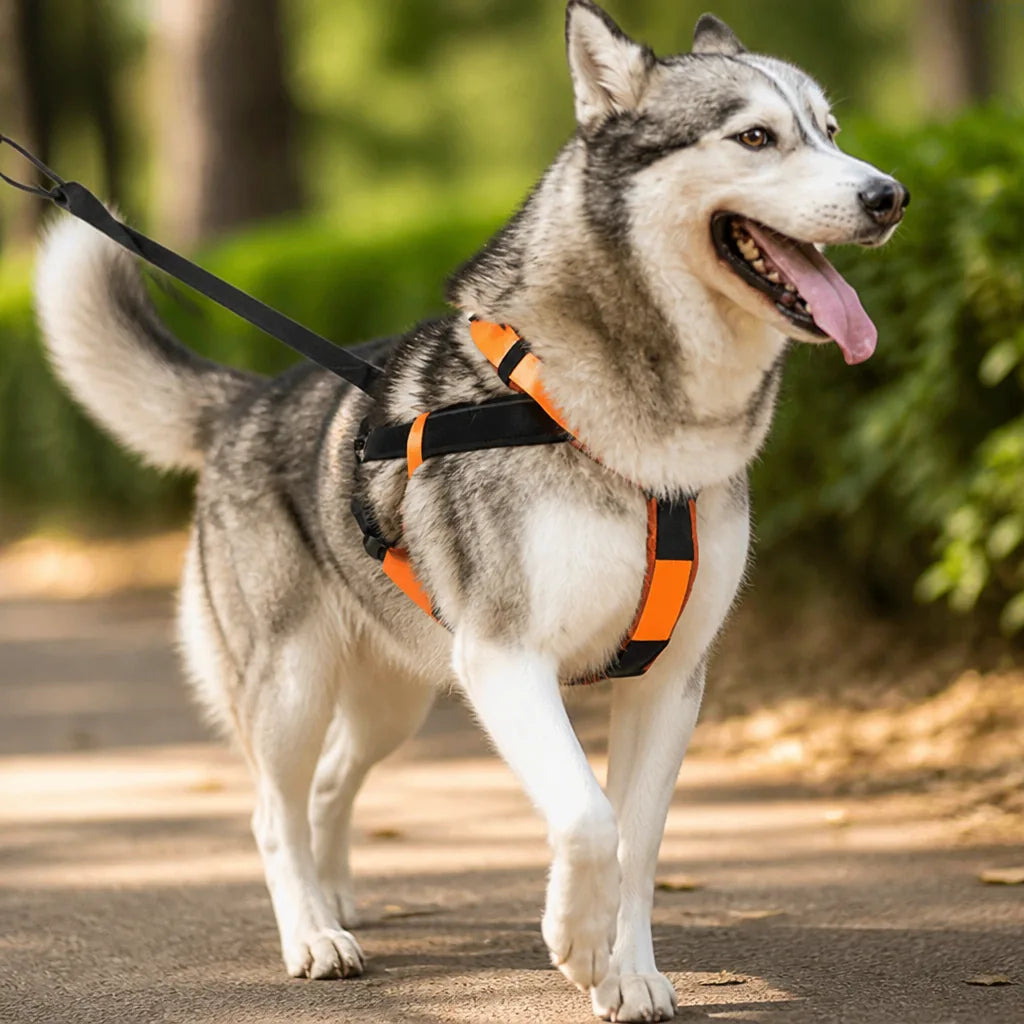 Harnais Pour Chien De Traineau