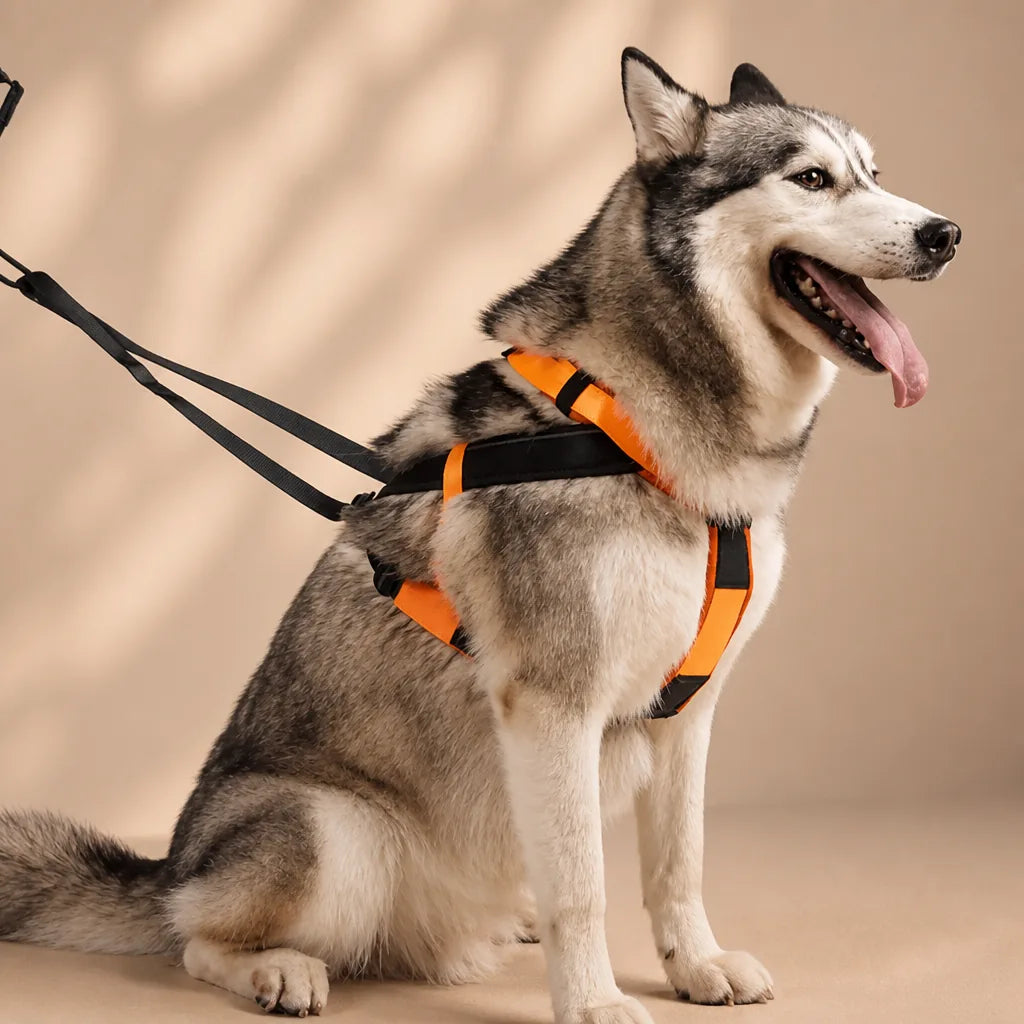 Harnais Pour Chien De Traineau