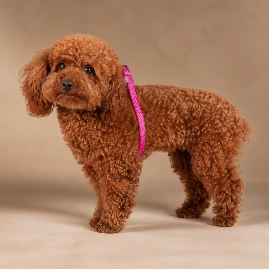 Manteau En Softshell Pour Chien
