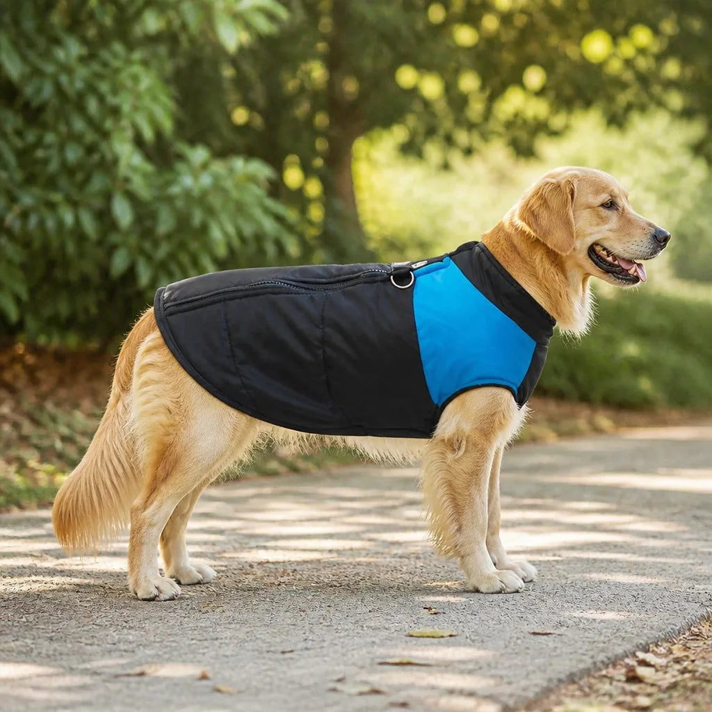 manteau-pour-chien-berger-australien