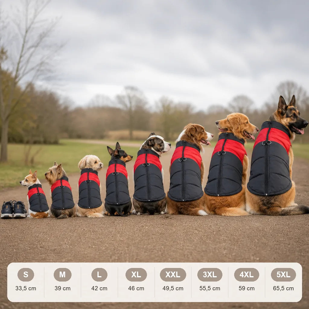 manteau-pour-chien-border-collie