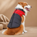 Manteau Pour Chien Boxer