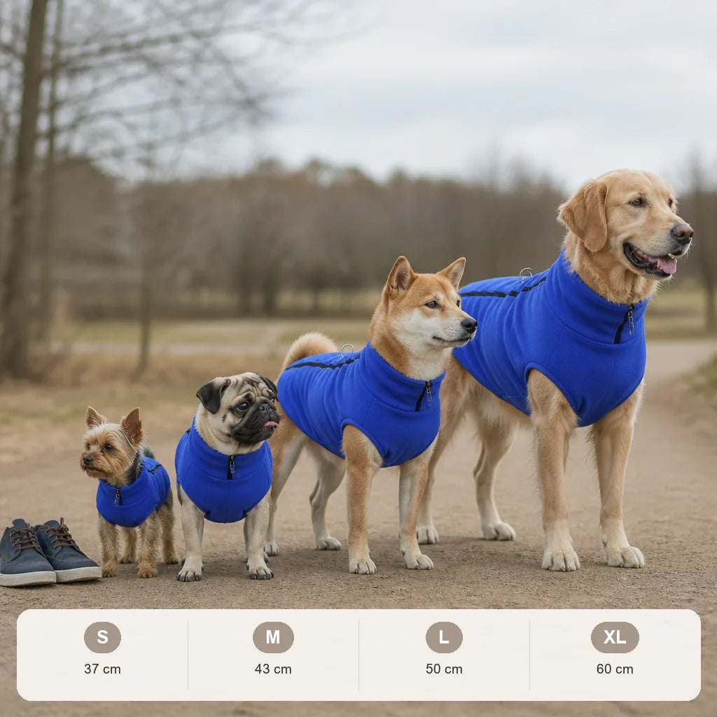 manteau-pour-chien-carlin