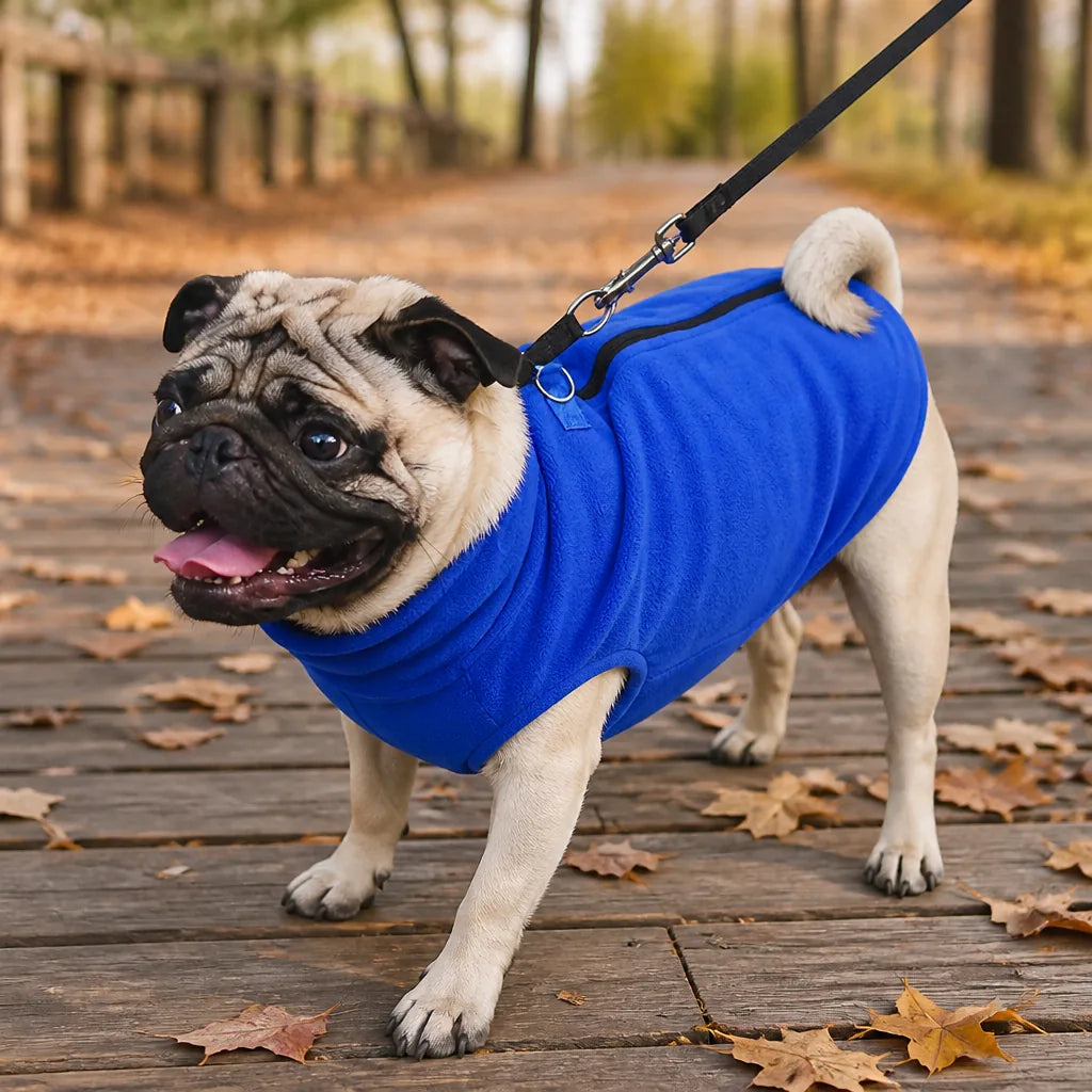 manteau-pour-chien-carlin