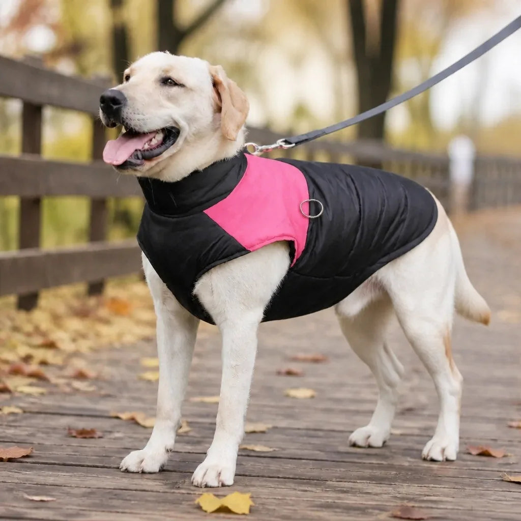 Manteau Pour Chien Labrador