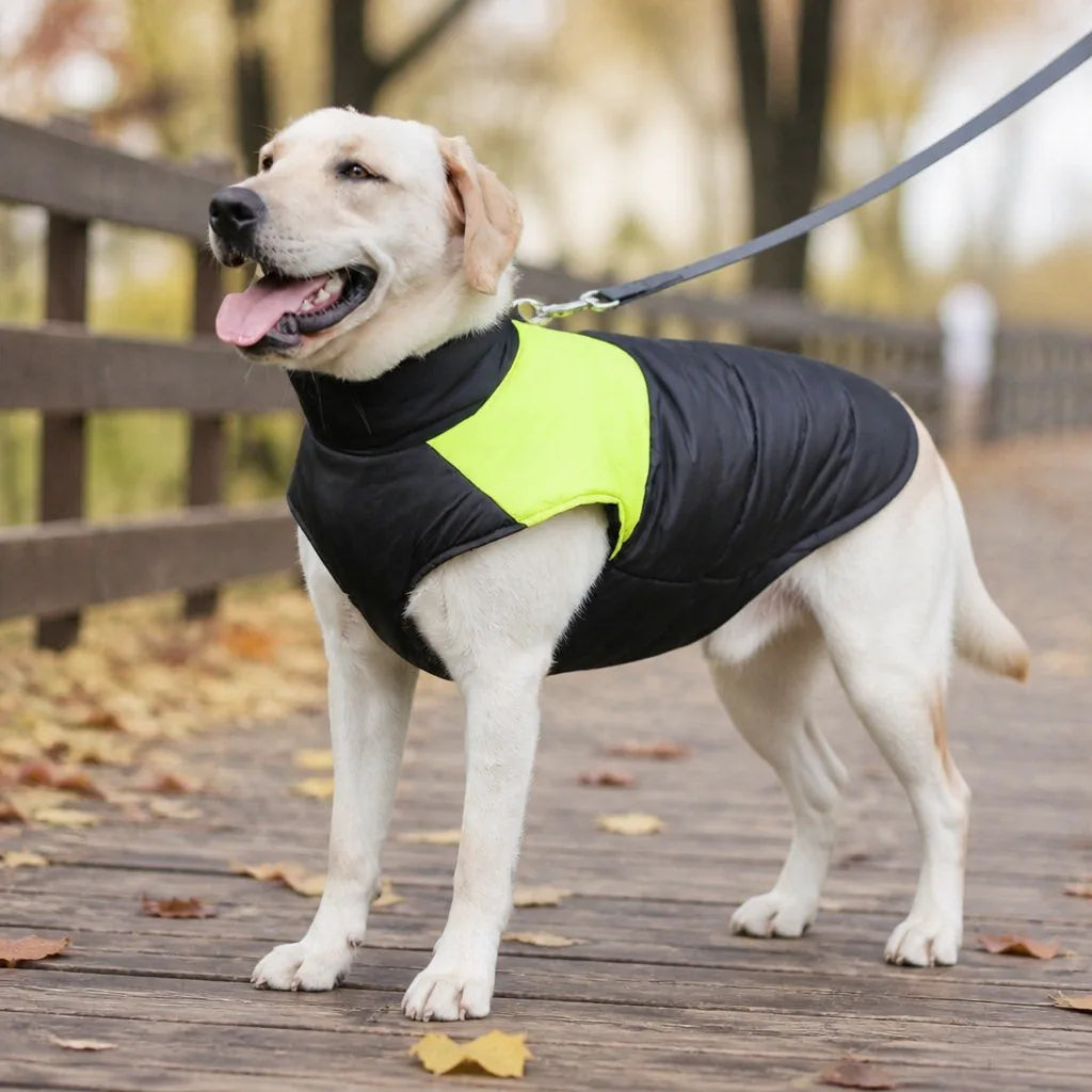manteau-pour-chien-labrador