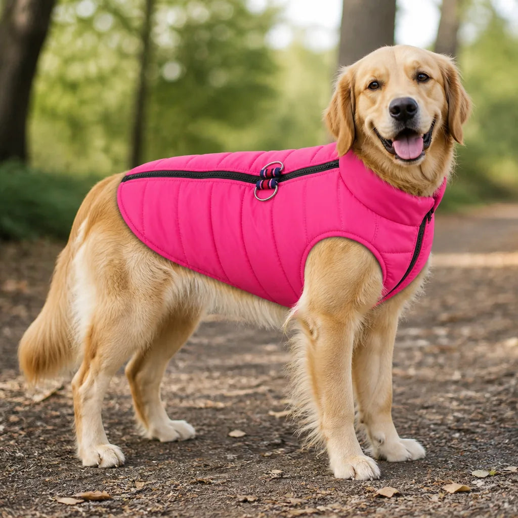 manteau-pour-chien-pinscher