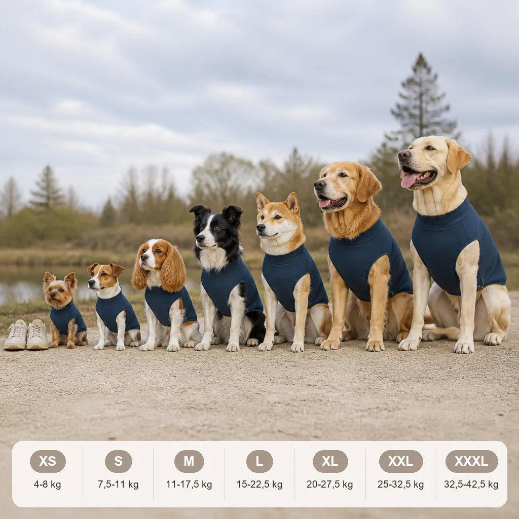 manteau-pull-pour-chien