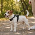 [Mauvais Sourcing] Harnais Manteau Pour Chien