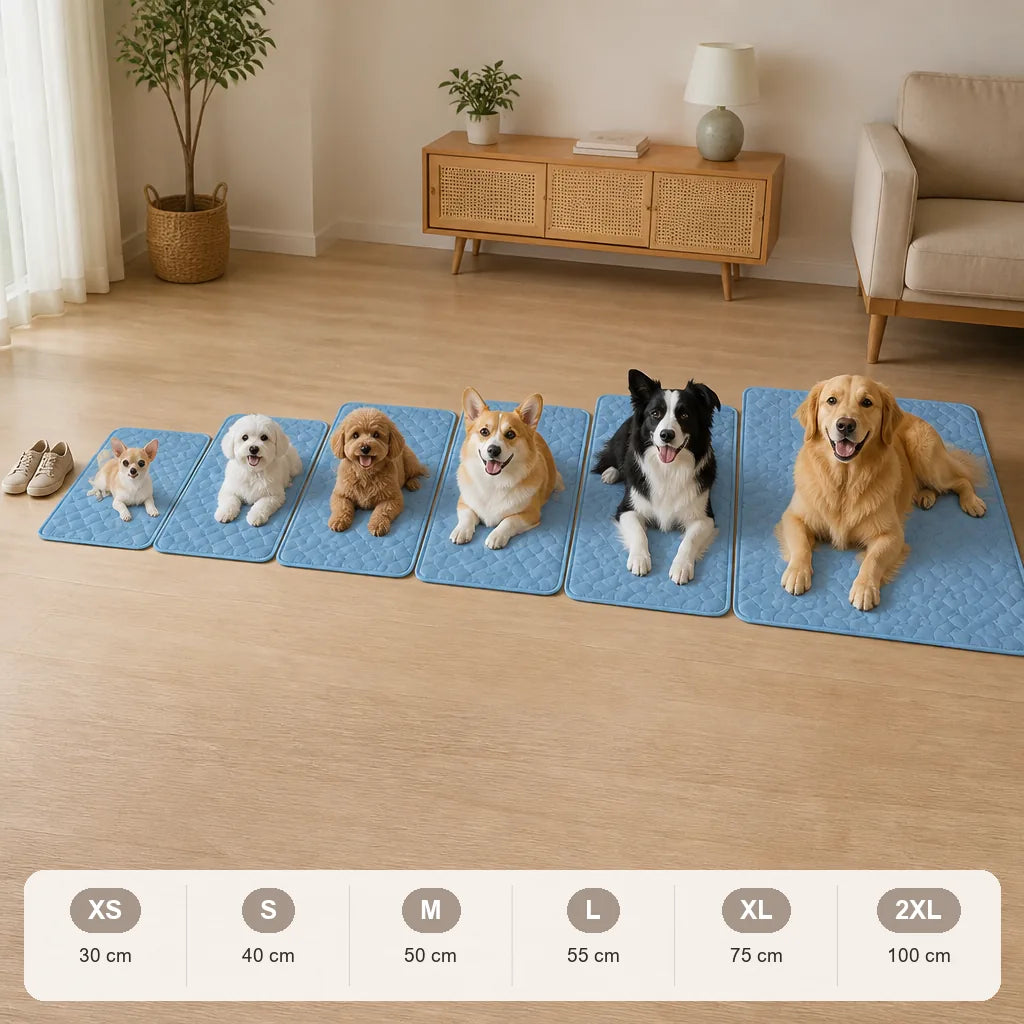 tapis-pour-vieux-chien